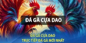 Đá Gà Cựa Dao – Kinh nghiệm đá gà bách chiến bách thắng