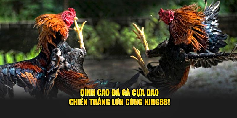 Mẹo chơi đá gà cựa dao hiệu quả tại King88