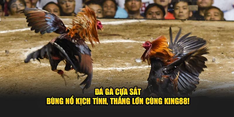 Kinh Nghiệm Bắt Kèo Đá Gà Cựa Sắt Nắm Chắc Phần Thắng tại King88